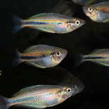 Kriticky ohrožená rybka se poprvé rozmnožila v brněnské zoo